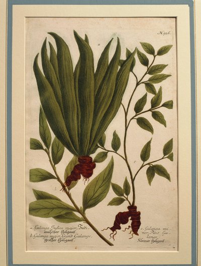 Greater Galangal (Alpinia galanga), Galanga Indica major och Galanga major, färgad gravyr av Johann Wilhelm Weinmann