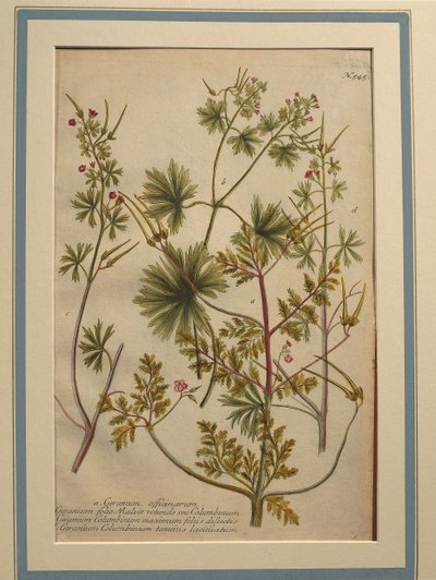 Ört Robert (Geranium robertianum), färgad gravyr av Johann Wilhelm Weinmann
