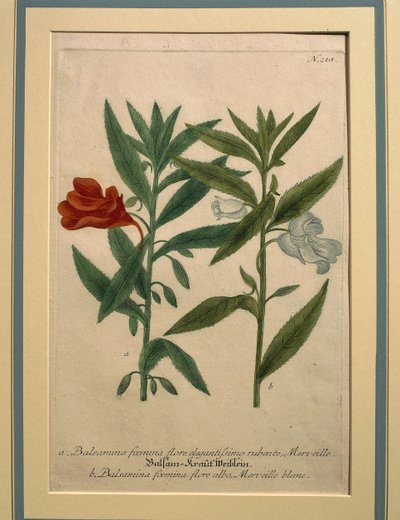 Impatiens, färgad gravyr av Johann Wilhelm Weinmann