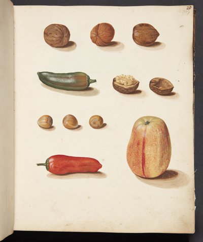 Studie av äpple, nötter och paprika av Johanna Fosie