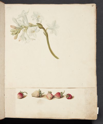 Studie av blomma och jordgubbar av Johanna Fosie