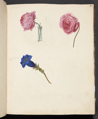 Studie av rosa ros och blå blomma av Johanna Fosie