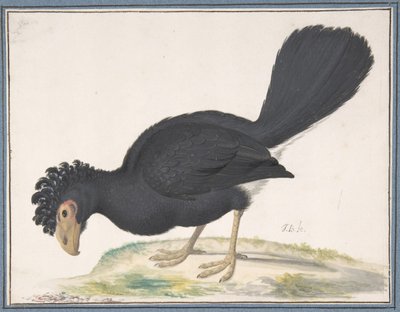 A Black Curassow, n.d.. av Johannes Bronckhorst