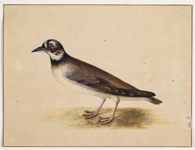 Fågel av Johannes Bronckhorst