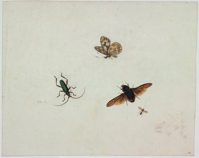 Fyra insekter, Slutet av 1600-talet. av Johannes Bronkhorst