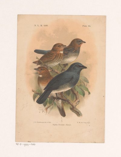 Fyra fåglar på en gren Siphia Everetti Sharpe (titel på objekt) av Johannes Gerardus Keulemans