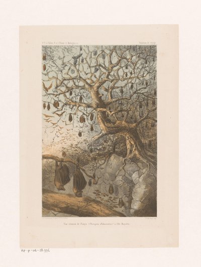 Vleermuizen i en boom Ett möte med Fanys (Pteropus Edwardsii) på Mayotte Island (titel på objekt) Resrelation (serietitel på objekt) av Johannes Gerardus Keulemans