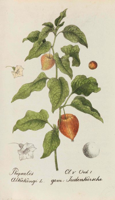 Samling av schweiziska växter, 1825-1846. av Johannes Jacob Hegetschweiler