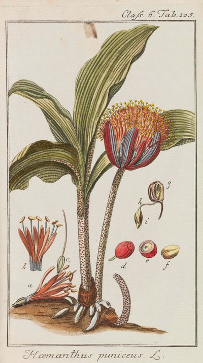 Urval av vackra och sällsynta växter, 1795-1798. av Johannes Zorn
