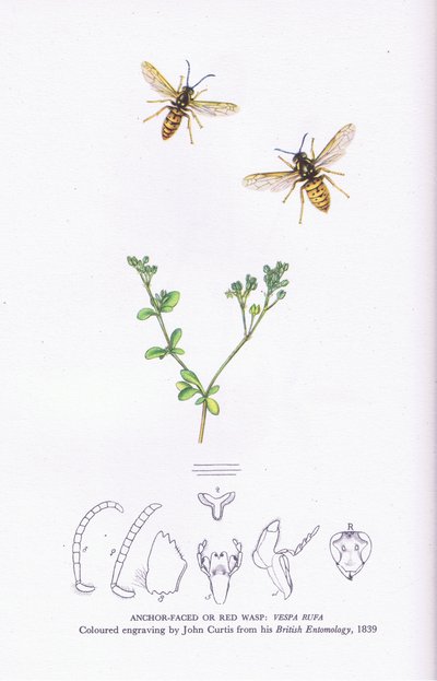 Anchor Faced or Red Wasp, Nature in Britain publicerad av Collins av John (after) Curtis