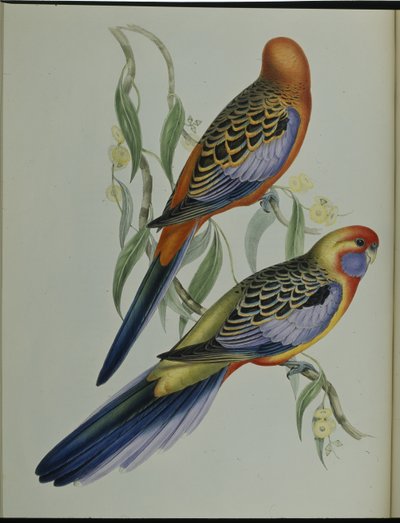 Adelaide parakit (Platycercus Adelaidiae) (handfärgad litho) av John (after) Gould