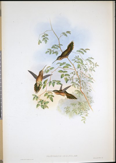 Adolfs eremit (Phaethornis Adolphi) (handfärgad litho) av John (after) Gould