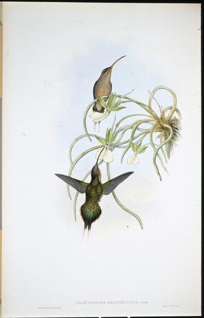 Allied Eremit (Phaethornis Fraterculus) (handfärgad litho) av John (after) Gould