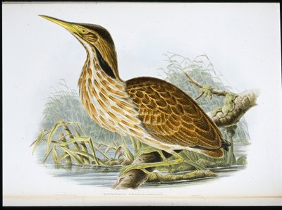 American Bittern (Botaurus Lentiginosus) (handfärgad litho) av John (after) Gould