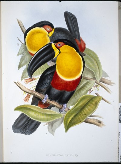 Ariel Toucan (Ramphastos Ariel) (handfärgad litho) av John (after) Gould