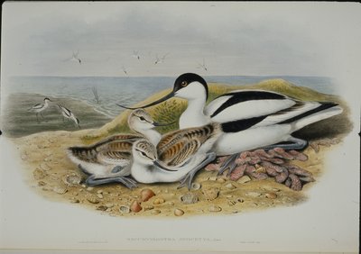 Avocet (Recurvirostra Avocetta) (handfärgad litho) av John (after) Gould