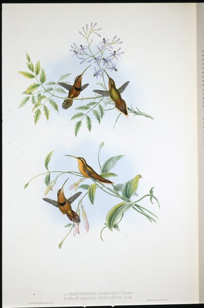 Eremit med bälte (Phaethornis Nigrocinctus) och biskopseremit (Phaethornis Episcopus) (handfärgad litho) av John (after) Gould