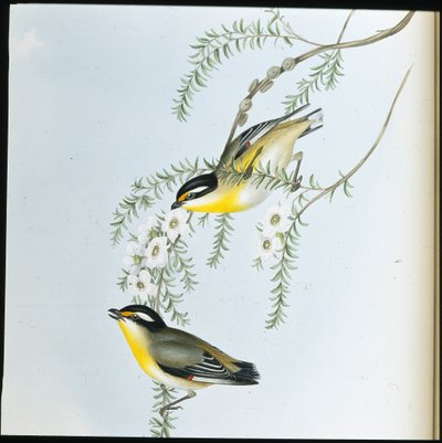 Svarthuvad pardalote (Pardalotus Melanocephalus) (handfärgad litho) av John (after) Gould