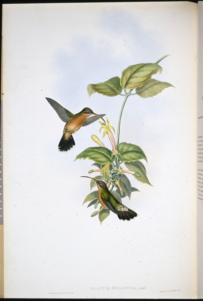 Svartsvanseremit (Glaucis Melanura) (handfärgad litho) av John (after) Gould