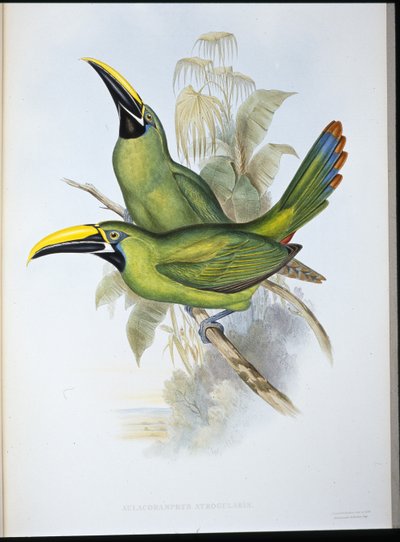Toucan med svart näbb (Aulacoramphus Atrogularis) (handfärgad litho) av John (after) Gould