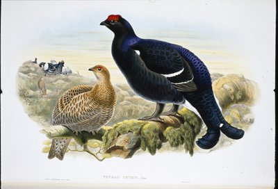 Blackcock (Tetrao Tetrix) (handfärgad litho) av John (after) Gould