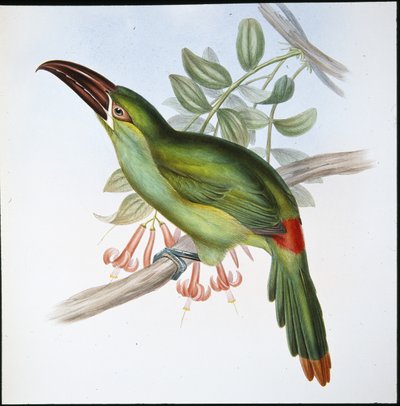 Blodrumpa Groove-bill Toucan (Aulacoramphus Haematopygius) (handfärgad litho) av John (after) Gould
