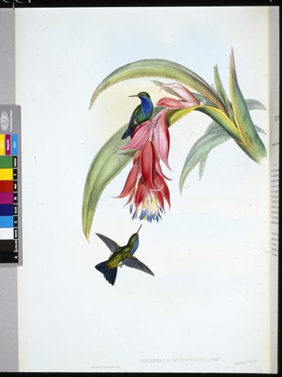 Blåbröst safir (Eucephala Hypocyanea) (handfärgad litho) av John (after) Gould