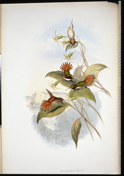 Blåhårig safir (eucephala grayi) (handfärgad litho) av John (after) Gould