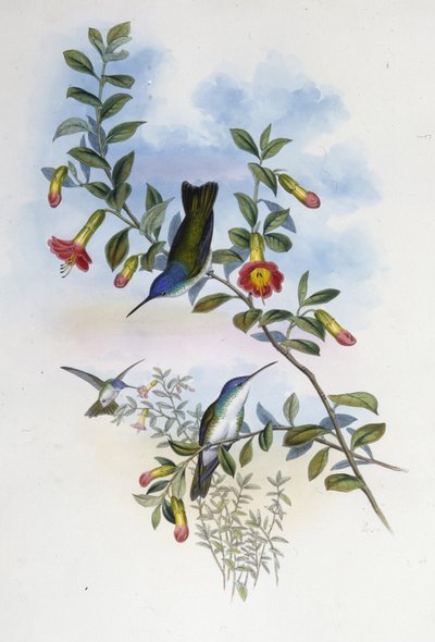 Blåhalsad Azurkrona (Cyanomyia Cyanocollis) (handfärgad litho) av John (after) Gould