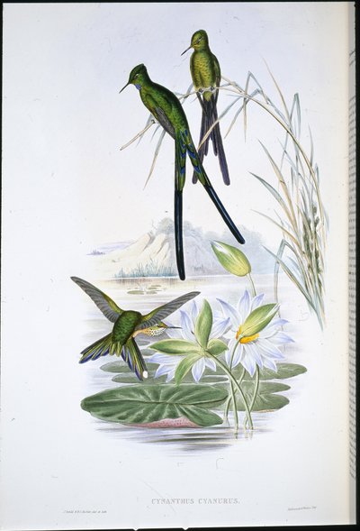 Blåstjärtad sylf (Cynanthus Cyanurus) (handfärgad litho) av John (after) Gould