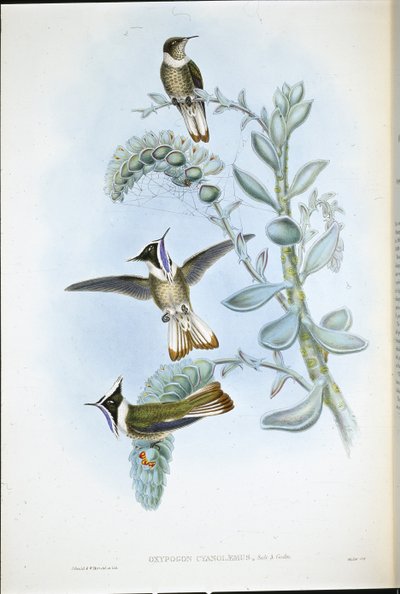 Blåstrupad Hlemte Crest (Oxypogon Cyanolaemus) (handfärgad litho) av John (after) Gould