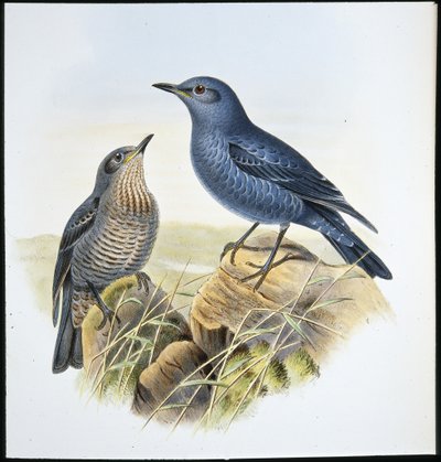Blue Rock Thrush (Petrocossyphus Cyanus) (handfärgad litho) av John (after) Gould