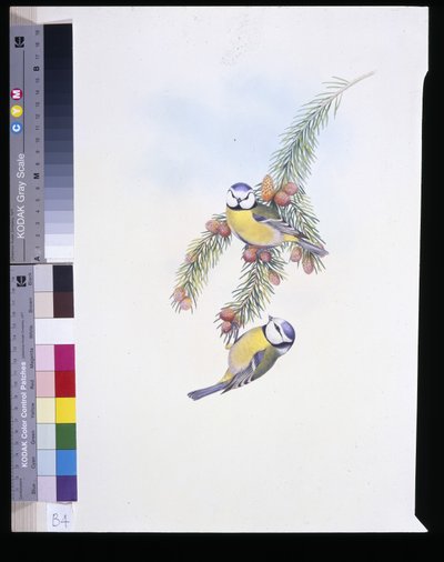 Blåmes (Parus Caeruleus) (handfärgad litho) av John (after) Gould