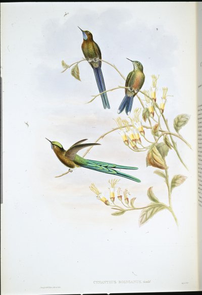 Boliviansk sylf (Cynanthus Bolivianus) (handfärgad litho) av John (after) Gould