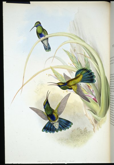 Bolivianskt violöra (Petasophora Iolata) (handfärgad litho) av John (after) Gould