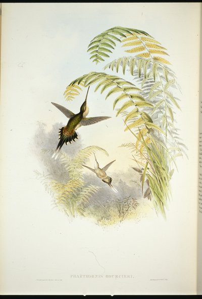 Bourciers eremit (Phaethornis Bourcieri) (handfärgad litho) av John (after) Gould