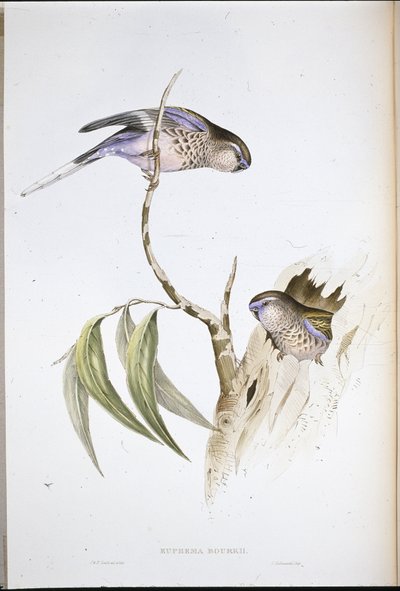 Bourkes gräsparakit (Euphema Bourkii) (handfärgad litho) av John (after) Gould