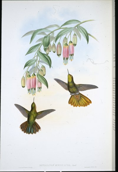 Brassy Tail (Metallura Aeneicauda) (handfärgad litho) av John (after) Gould