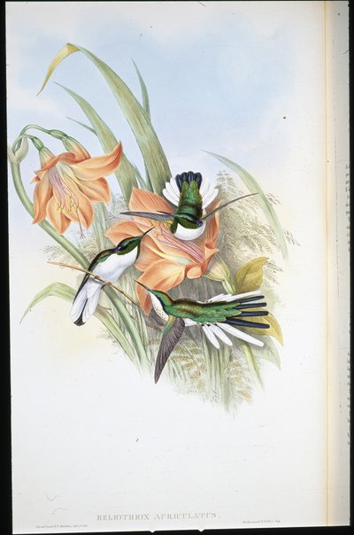 Brasiliansk älva (Heliothrix Auriculatus) (handfärgad litho) av John (after) Gould