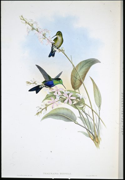 Brasilianska panopliter (Thalurania Eryphile) (handfärgad litho) av John (after) Gould