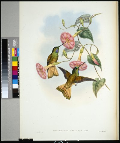 Buff-tailed Star-frontlet (helianthea osculans) (handfärgad litho) av John (after) Gould