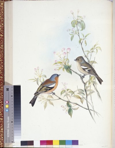 Bofink (Fringilla Caelebs) (handfärgade medlemmar) av John (after) Gould