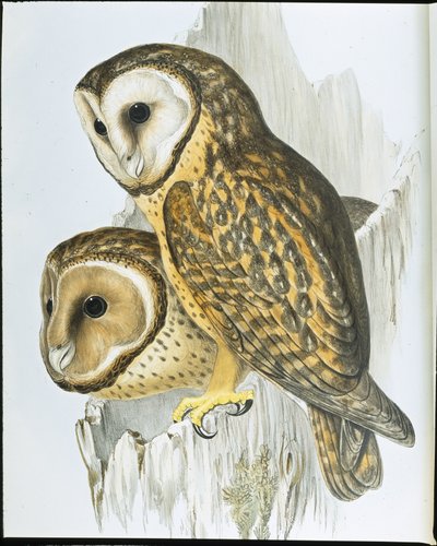 Kastanjebrun uggla (Strix Castanops) (handfärgad litho) av John (after) Gould