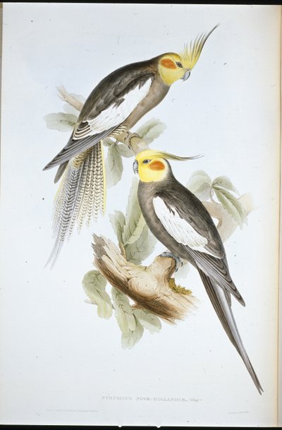 Kakaduaparakit (New Holland Nymph) (handfärgad litho) av John (after) Gould