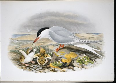 Tärna (Stera Hirundo) (handfärgad litho) av John (after) Gould