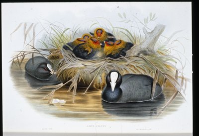 Sothöna (Fulica Atra) (handfärgad litho) av John (after) Gould