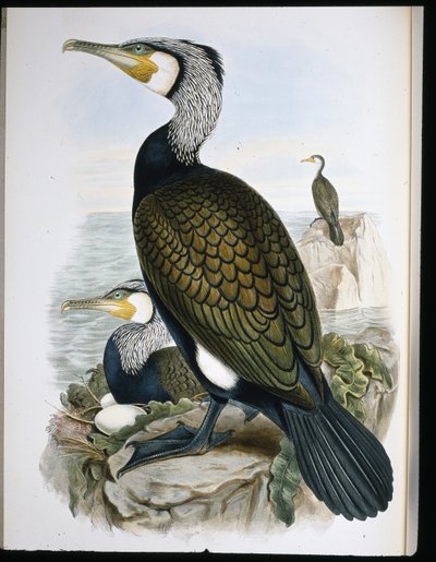 Skarv (Phalacrocorax Carbo) (handfärgad litho) av John (after) Gould