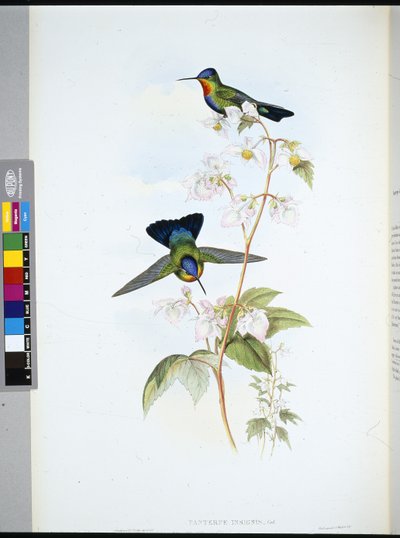 Costa-Rican Humming-bird (Panterpeinsignis) (handfärgad litho) av John (after) Gould