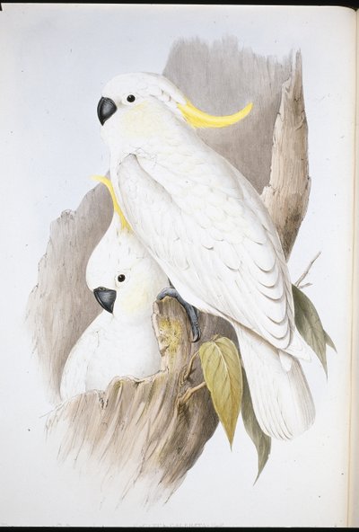 Crested kakadua (Cacatua Galerita) (handfärgad litho) av John (after) Gould
