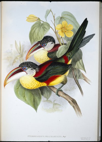 Curl-crested Aracari (Pteroglossus Beauharnaisi) (handfärgad litho) av John (after) Gould